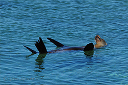 Kayaking