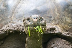 El Chato Tortoise Reserve