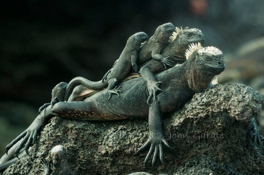 Galapagos Marine Iguanas