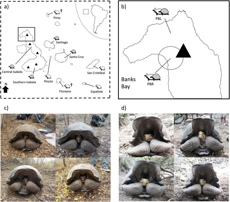 The Miracle of Science Rediscovered Floreana Galápagos Giant Tortoise