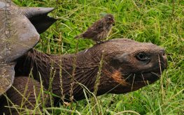 Galapagos tortoise & finch