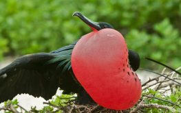 Galapagos bird watching tours