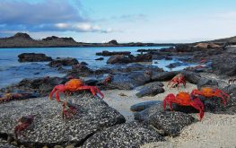 Galapagos snorkeling tours