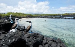 Galapagos fishing