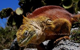 Galapagos iguana tours