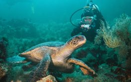 Galapagos scuba diving tour