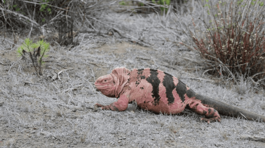 The Mystery of the Pink Iguanas